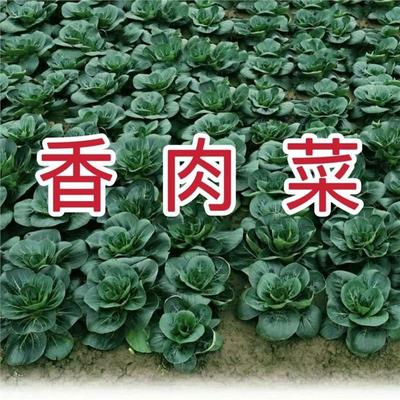 新品种北京香肉菜35天可采
