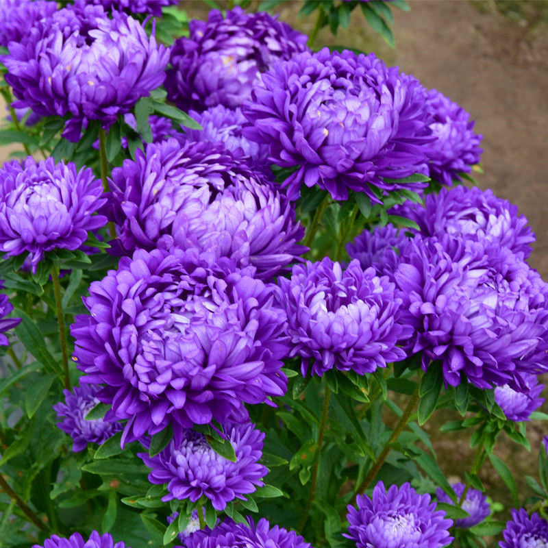 翠菊种子大花矮生庭院盆栽