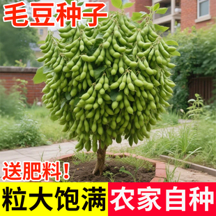 【早熟30天】毛豆种子高产大豆新品种大粒新种子发芽高颗粒饱满