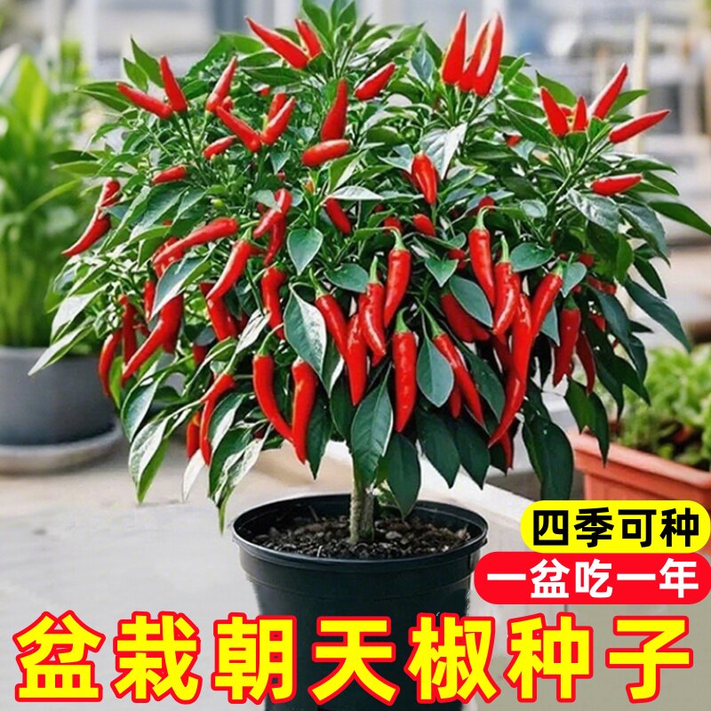 朝天椒四季种植小米辣小米椒特辣指天椒青椒阳台盆栽辣椒高产蔬菜