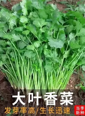 四季速生大叶香菜新鲜蔬菜农家绿色香菜室内阳台盆栽种植香菜籽