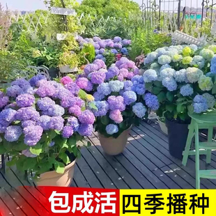 绣球花种籽子适合四季室外播种多年生花卉盆栽庭院种植混色花籽子