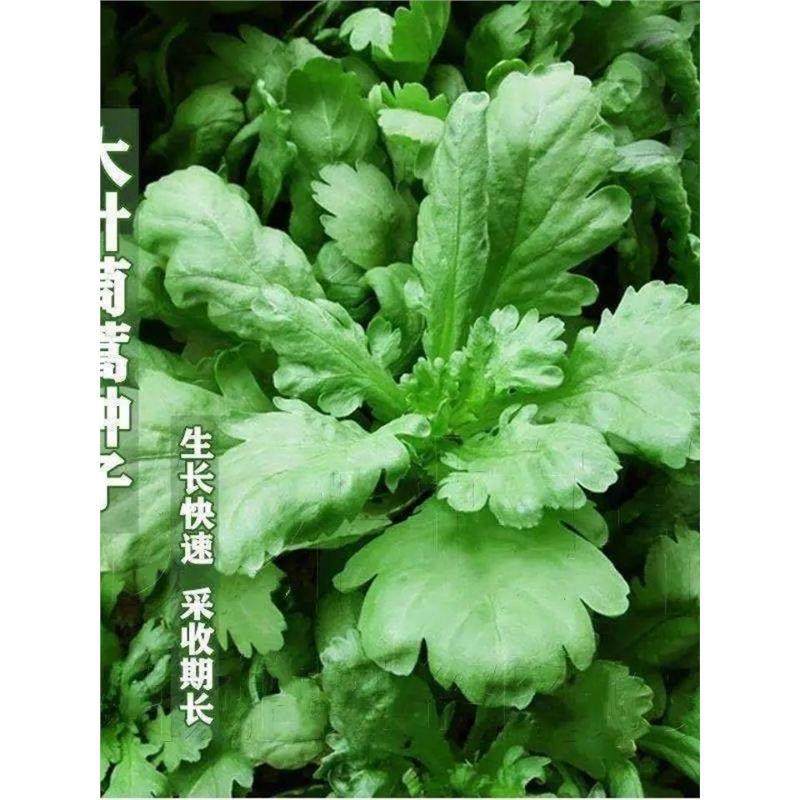 大叶茼蒿种子皇帝菜小叶茼蒿良种春夏秋冬季蔬菜种孑火锅菜籽,鲜花速递/花卉仿真/绿植园艺,家庭园艺种子,淘宝优惠券,粉丝福利购,淘宝优惠卷