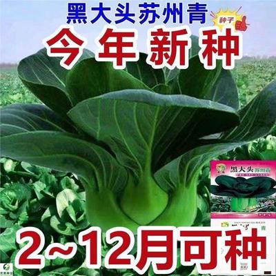 黑大头上海青菜种子矮脚苏