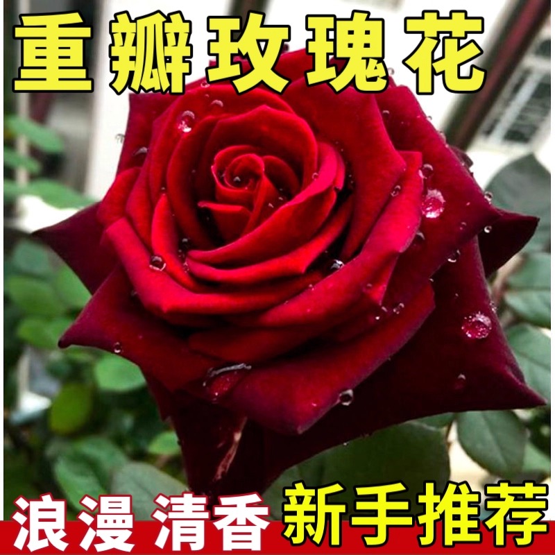 玫瑰花种子重瓣浓香四季播种大花庭院阳台盆栽月季花卉种籽花籽