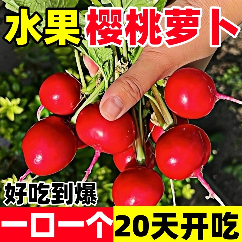 高产水果樱桃萝卜种子红白小萝卜耐热寒四季阳台盆栽蔬菜种子大全