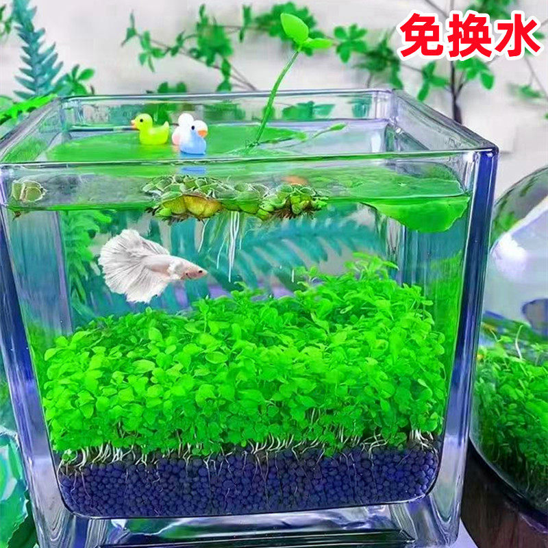 水草种子生态玻璃鱼缸小型