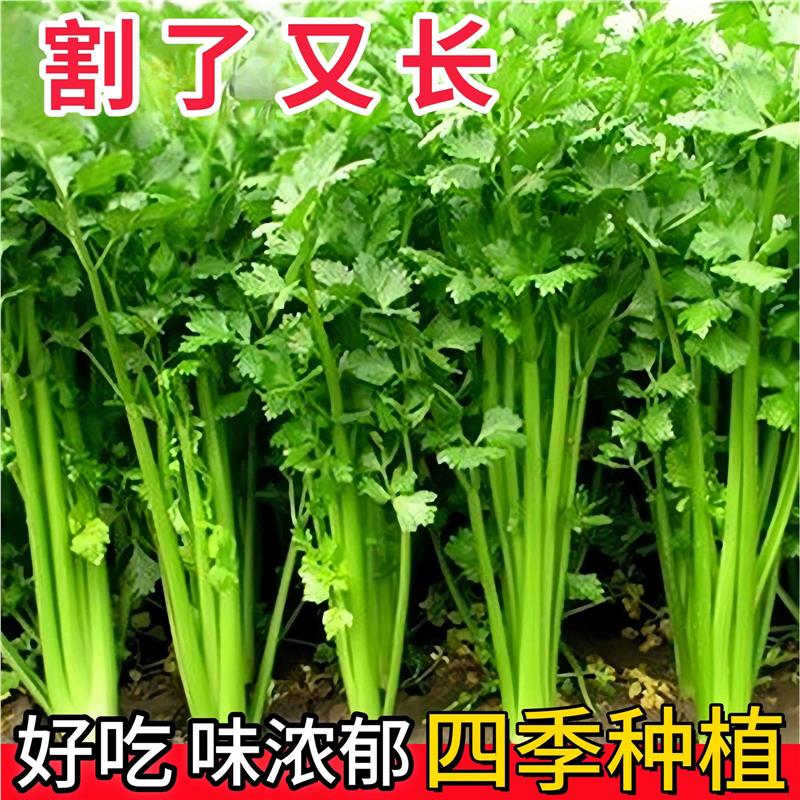 芹菜种孑美丽小香籽阳台庭