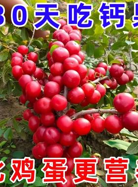 高产钙果种子新采高钙果树种子北方耐寒四季易种活种籽子欧李种子