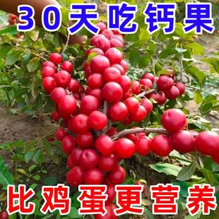 高产钙果种子新采高钙果树种子北方耐寒四季易种活种籽子欧李种子