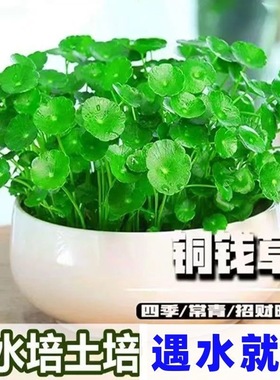 铜钱草草籽水培植物大叶金钱草种子水养室内花卉四季缸养碗莲睡莲