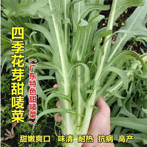 花芽甜麦菜籽广东高州圆叶