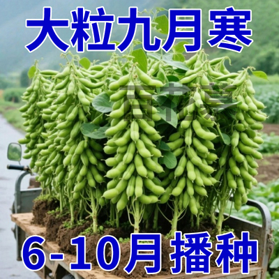 【大粒九月鲜】九月寒晚熟毛豆种子高产鲜食重阳豆菜用蔬菜种子