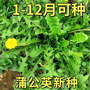 英种子蒲公英正品特级野生种子四季种植可食用婆婆丁种子盆栽