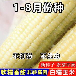 白糯甜玉米种子高产矮杆大棒四季播玉米非转基因农家庭院菜园种植