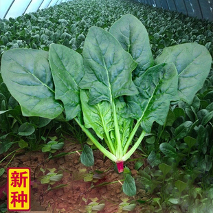 大叶菠菜种子菠菜籽种四季地爬菠菜种孑耐寒越冬蔬菜耐热秋播盆栽