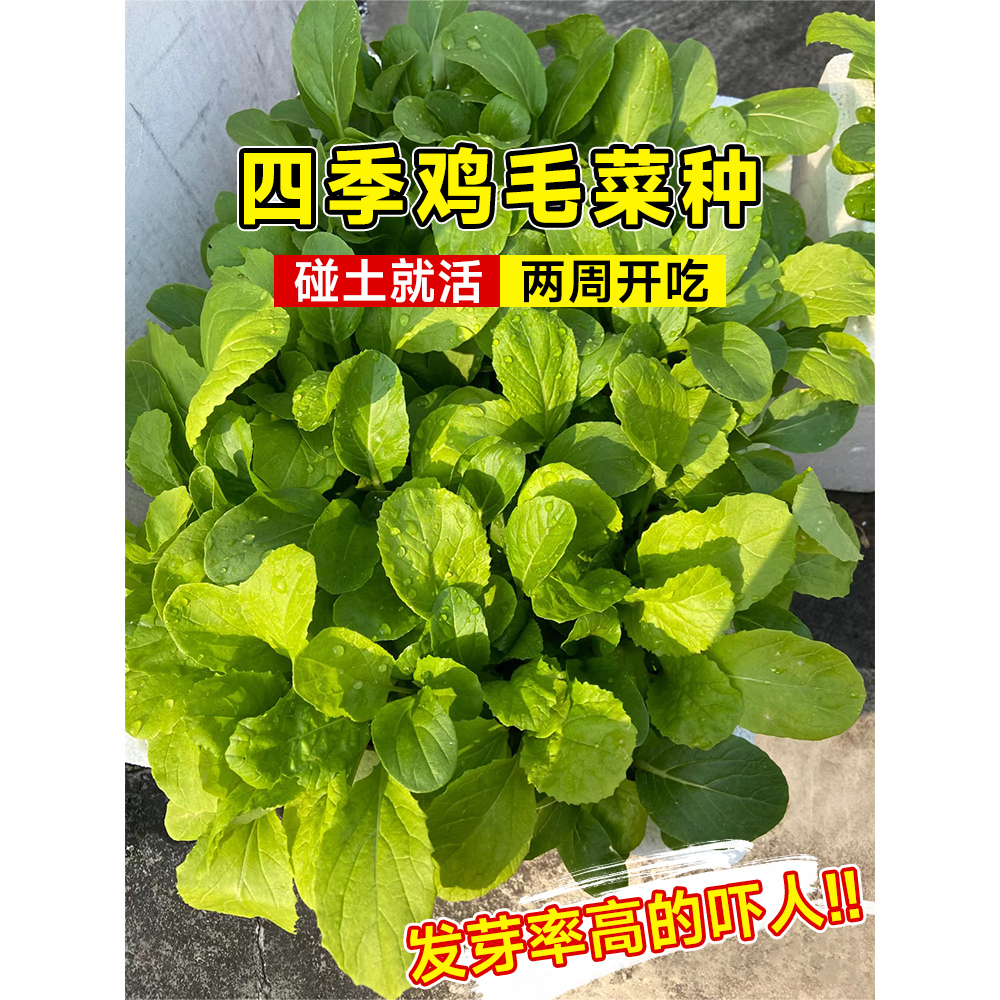 四季鸡毛菜菜籽种上海青菜种籽大全油麦菜种子白菜速生小青菜种孑