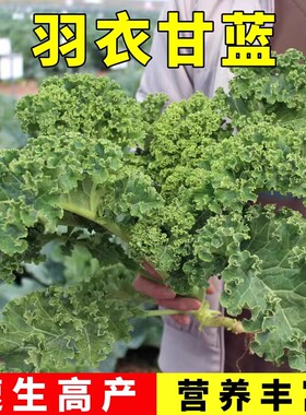 羽衣甘蓝种孑种子紫色蔬菜种籽四季食用耐寒盆栽阳台羽衣甘蓝菜籽