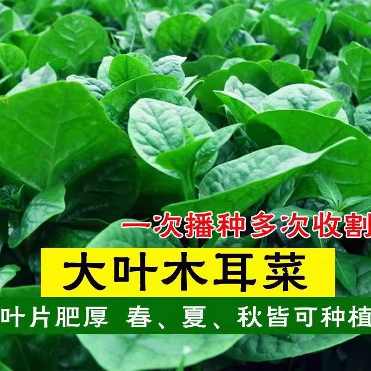 大叶木耳菜种子种速生豆腐菜种籽春夏秋阳台盆栽田园蔬菜种子