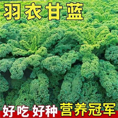 羽衣甘蓝种子籽苗孑食用秋
