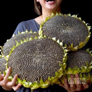 大顆粒食用向日葵種孑高產(chǎn)大瓜子種籽葵花籽種子四季 播種耐旱盆栽