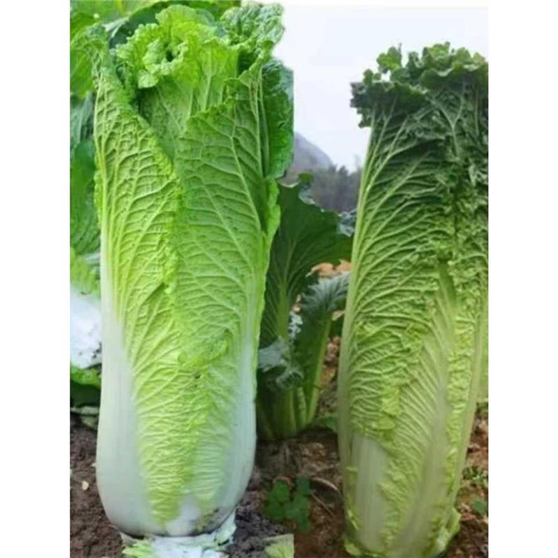 【今年新种】太原二青大白