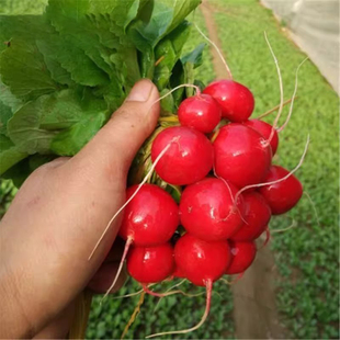 樱桃萝卜种子阳台盆栽蔬菜瓜果水萝卜杨花萝卜籽脆甜可口四季播