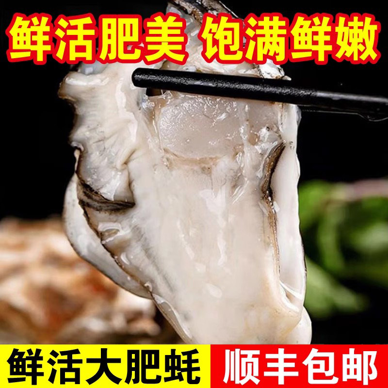 鲜活大肥蚝饱满鲜嫩贝类制品海鲜生蚝牡蛎生鲜烤生蚝蒸生蚝小吃品