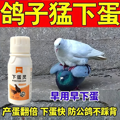 鸽子催蛋繁殖调理体质用营养剂