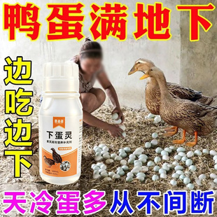 鸭子抱窝恋窝猛下蛋增蛋鸡鹅鸽子鹌鹑补充营养家庭农场常备下蛋灵
