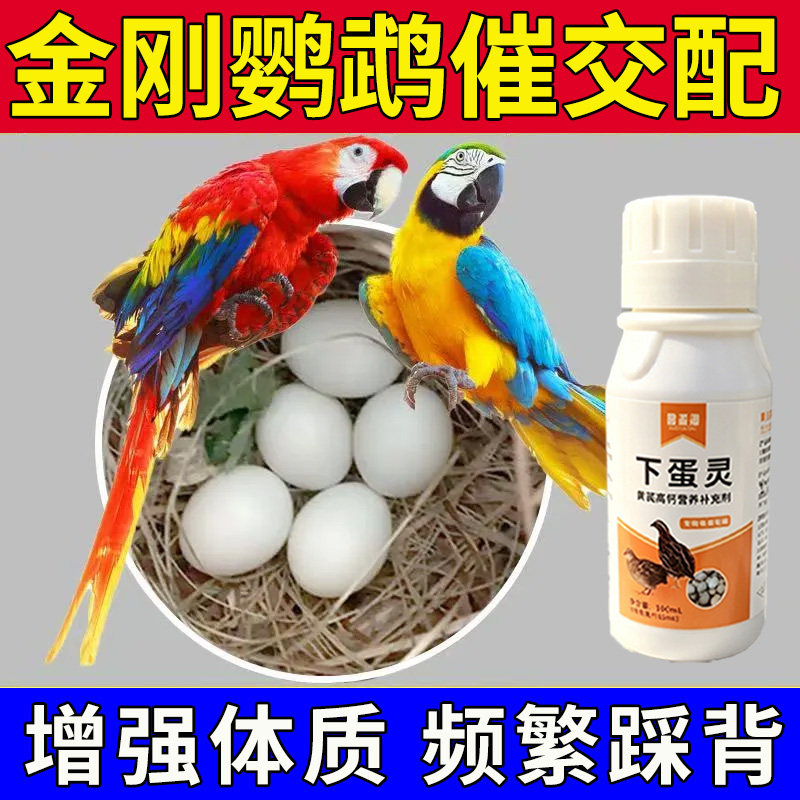 金刚鹦鹉专用下蛋灵虎皮鹦鹉图片
