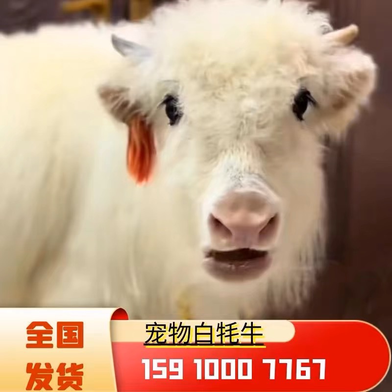 宠物牛宠物牦牛白牦牛犊苏格兰高地牛涨不大小牛养殖技术资料