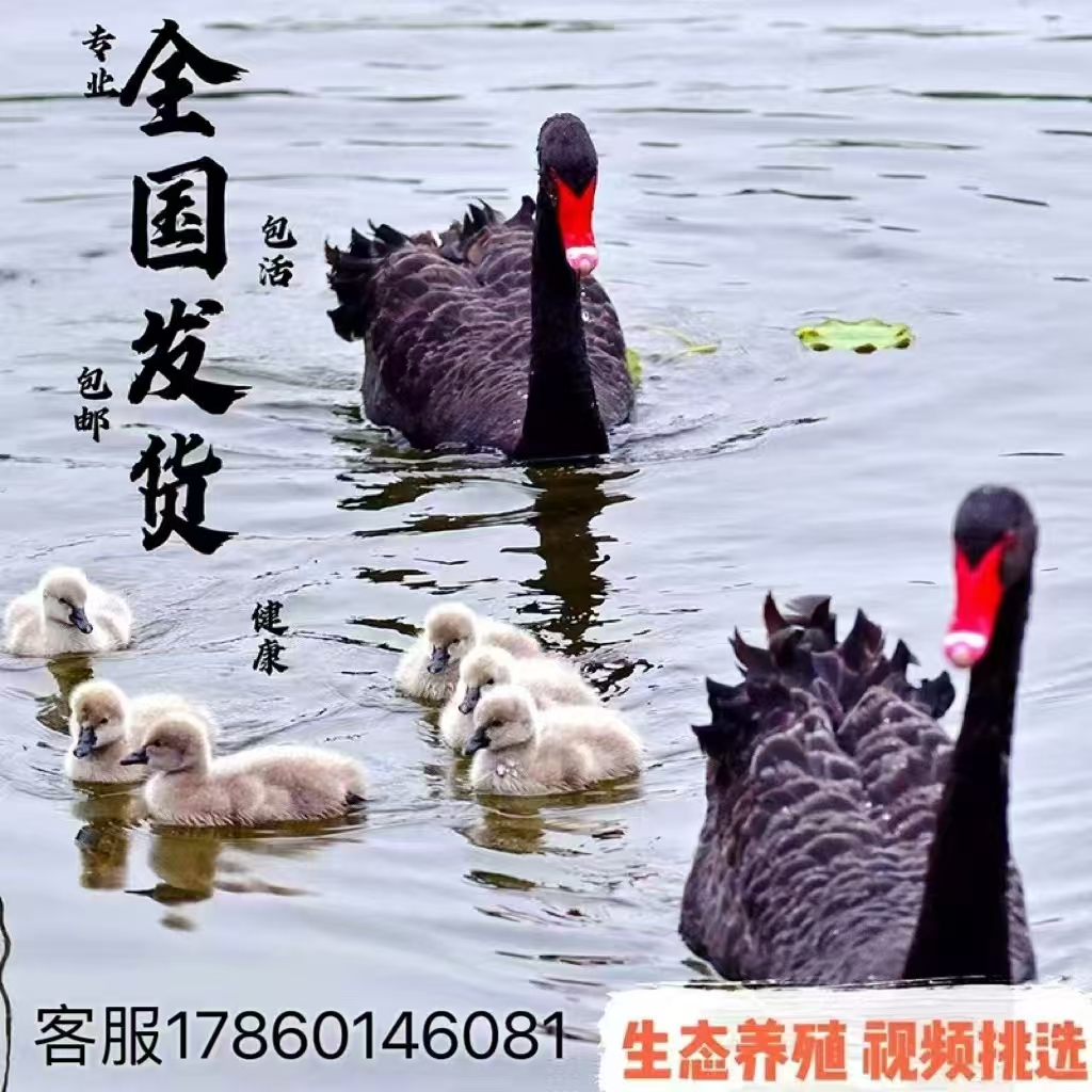 纯种黑天鹅活苗崽成年黑天鹅活物一对景区观赏家养殖技术资料