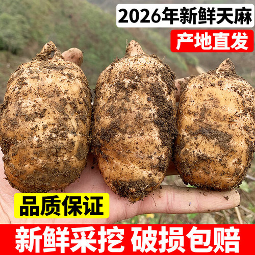 新鲜当季天麻 天麻仿野生林下种植 原产地现挖现发高山鲜天麻