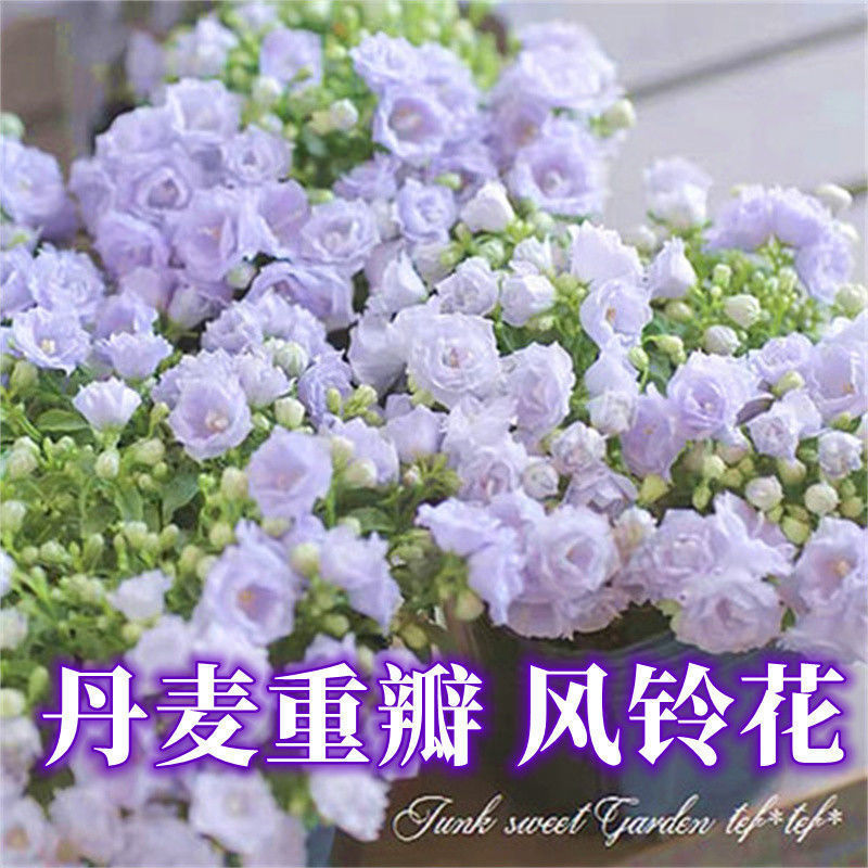 丹麦风铃花盆栽花卉植物