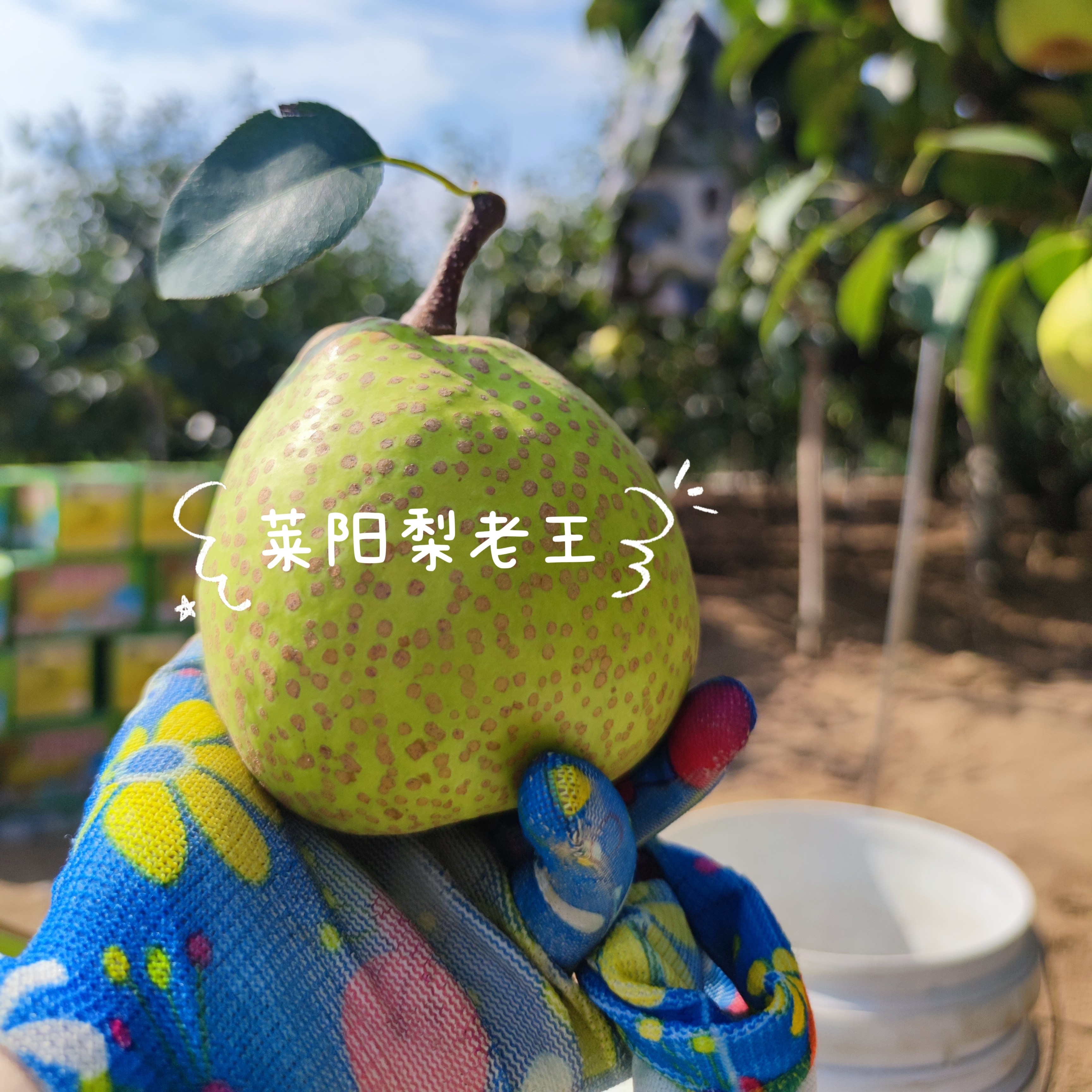 正宗山东莱阳梨】无蜡新鲜慈/茌梨脆甜多汁无渣产地直发山东特产,水产肉类/新鲜蔬果/熟食,梨,淘宝优惠券,粉丝福利购,淘宝优惠卷