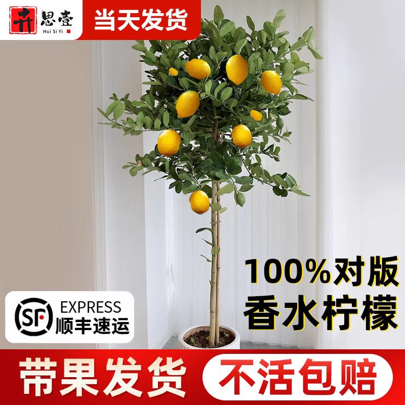 柠檬树盆栽食用室内客厅矮化