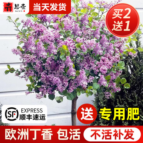 欧洲紫丁香花树苗四季开花