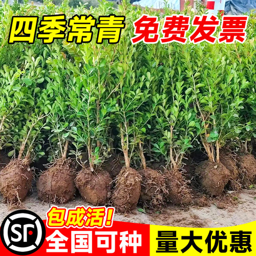 小叶黄杨树苗冬青瓜子庭院