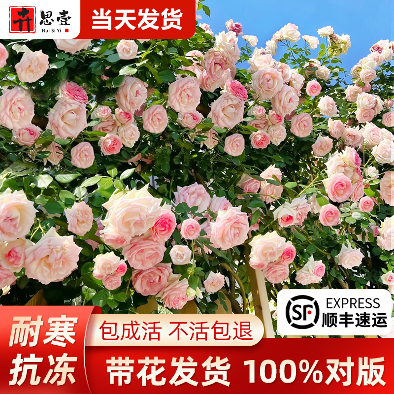 蔷薇花苗月季树苗特大花