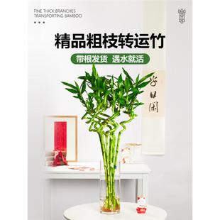带根转运竹水养富贵竹节节高发财龙竹子水培植物客厅招财绿植盆栽
