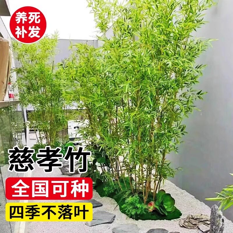 丛生竹子慈孝竹苗盆栽室内绿植庭院室外观赏米竹南方耐寒好养植物