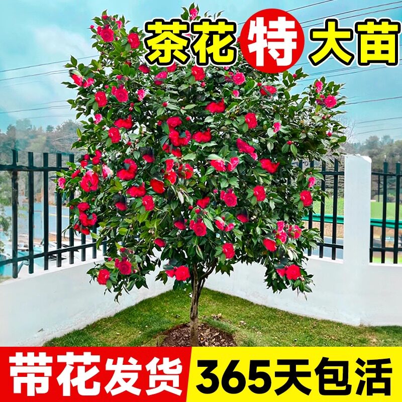 茶花树苗带花苞四季开花特大号室外大型庭院耐寒冷绿植物盆栽花卉