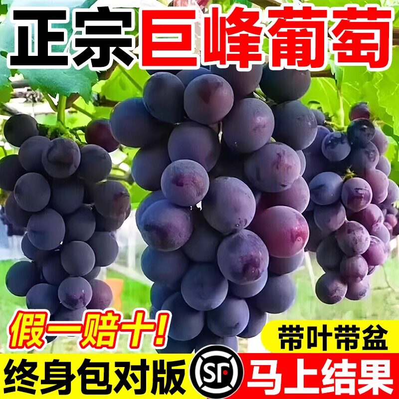 巨峰葡萄果苗果树盆栽阳光玫瑰树苗大苗庭院四季种植爬藤北方耐寒