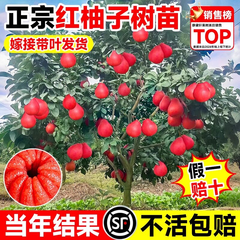 泰国红心柚子树苗暹罗红柚苗文旦