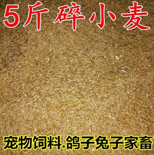 小麦粒猪鸟饲料杂粮养鸡喂鸭鹅鸽子兔子宠物鼠类打窝钓鱼5斤包邮