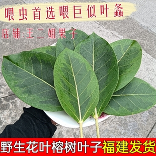 野生新鲜现摘大叶榕巨拟叶螽食物榕树叶可喂虫子榕树叶可做垫叶