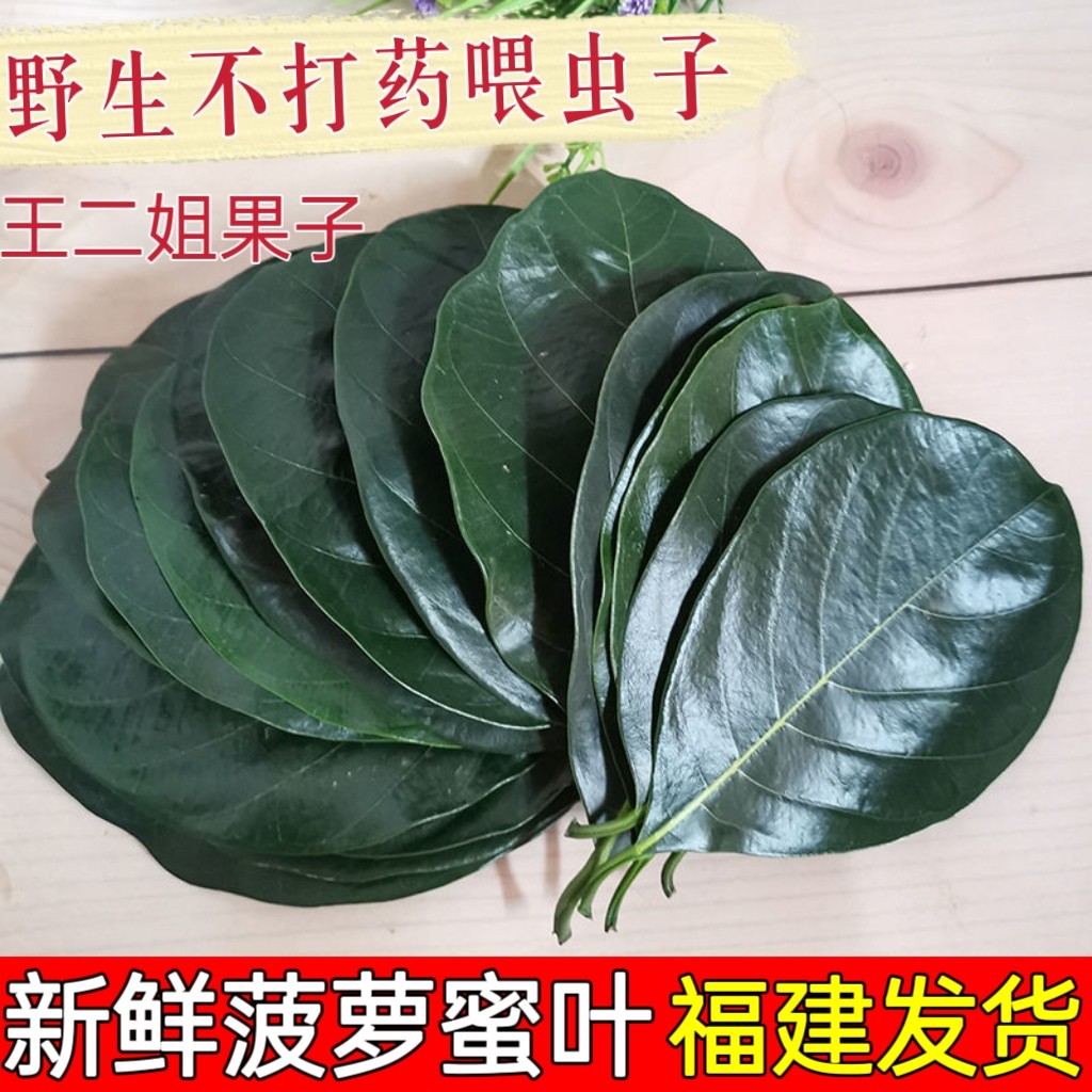 现摘新鲜菠萝蜜叶子菠萝包糍粑艾菠萝蜜