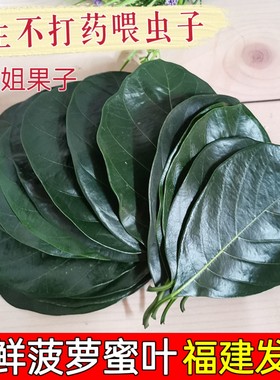 现摘新鲜菠萝蜜叶子菠萝包糍粑艾饼垫叶装饰可喂鸣虫素背冠脉喂兔