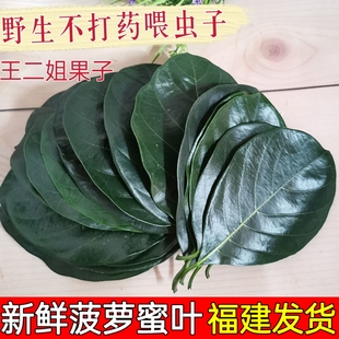 现摘新鲜菠萝蜜叶子菠萝包糍粑艾饼垫叶装饰可喂鸣虫素背冠脉喂兔